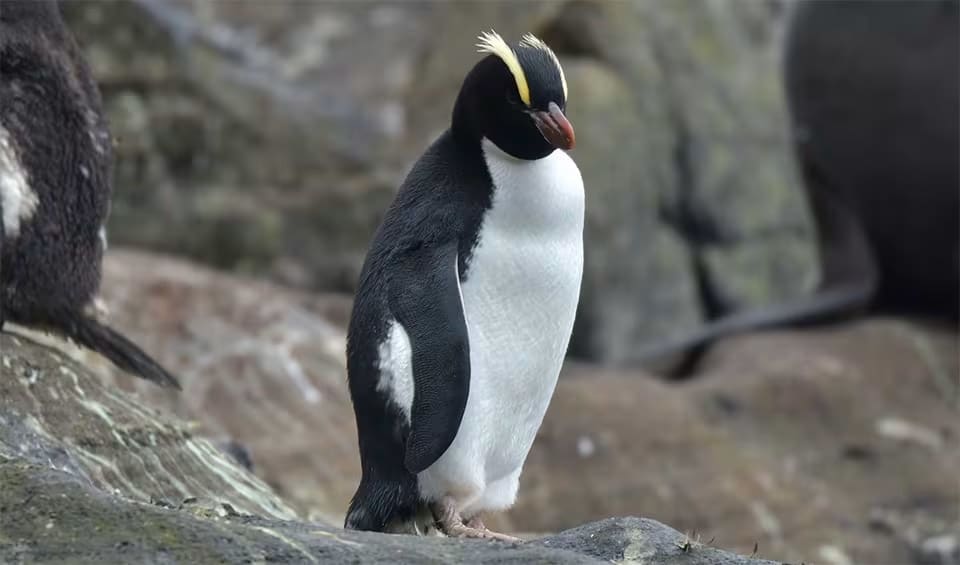 erect-crested-penguin-facts-distribution-population-biodb